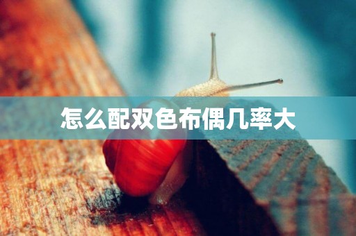 怎么配雙色布偶幾率大