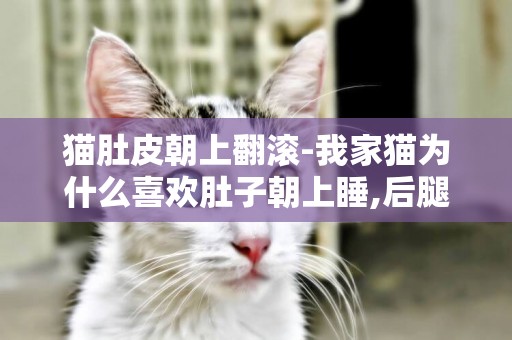 貓肚皮朝上翻滾-我家貓為什么喜歡肚子朝上睡,后腿還分著？