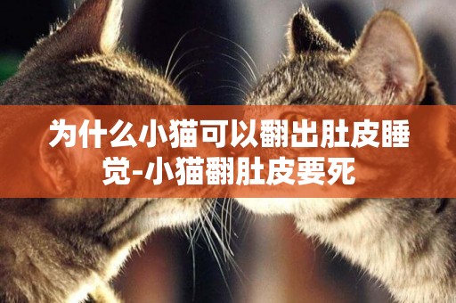 為什么小貓可以翻出肚皮睡覺-小貓翻肚皮要死