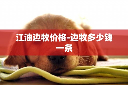 江油邊牧價格-邊牧多少錢一條