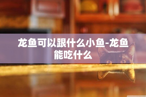 龍魚可以跟什么小魚-龍魚能吃什么