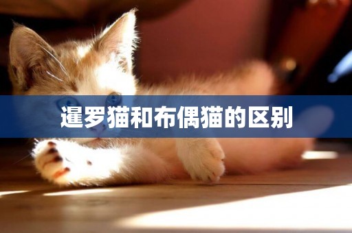 暹羅貓和布偶貓的區別
