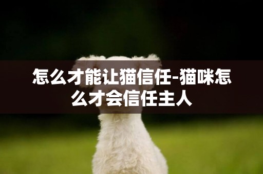 怎么才能讓貓信任-貓咪怎么才會信任主人