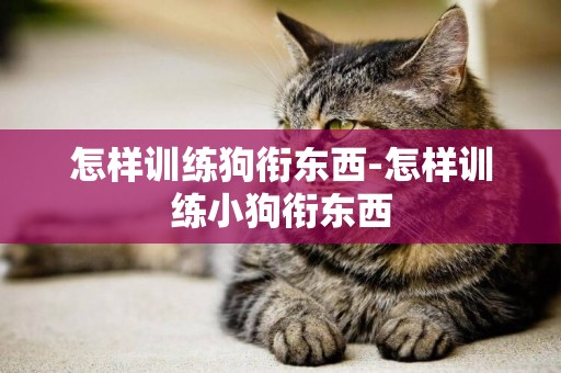 怎樣訓練狗銜東西-怎樣訓練小狗銜東西