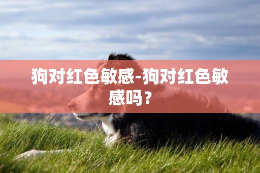 狗對紅色敏感-狗對紅色敏感嗎？