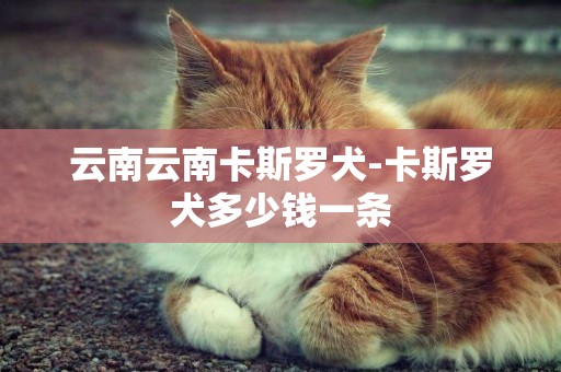 云南云南卡斯羅犬-卡斯羅犬多少錢一條