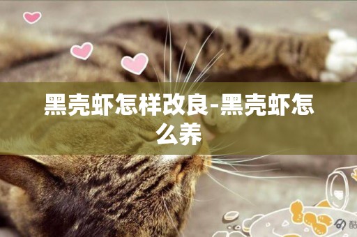 黑殼蝦怎樣改良-黑殼蝦怎么養