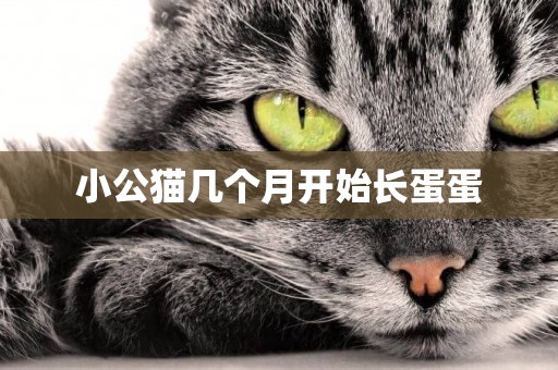 小公貓幾個月開始長蛋蛋