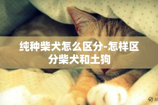純種柴犬怎么區分-怎樣區分柴犬和土狗