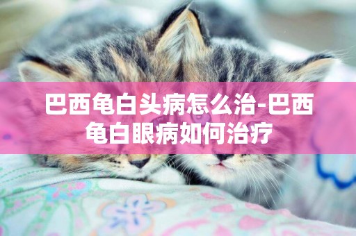 巴西龜白頭病怎么治-巴西龜白眼病如何治療