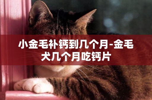 小金毛補鈣到幾個月-金毛犬幾個月吃鈣片