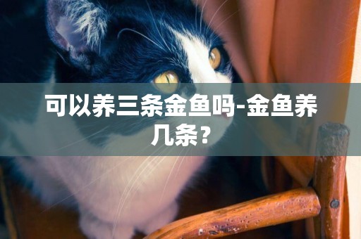 可以養三條金魚嗎-金魚養幾條？