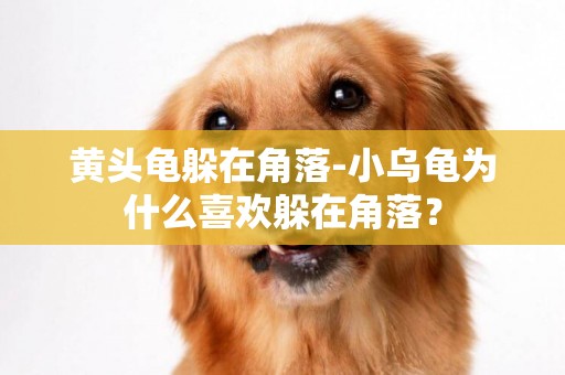 黃頭龜躲在角落-小烏龜為什么喜歡躲在角落？