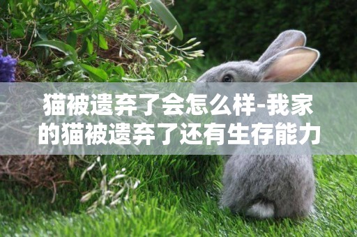 貓被遺棄了會怎么樣-我家的貓被遺棄了還有生存能力嗎?