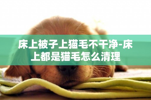 床上被子上貓毛不干凈-床上都是貓毛怎么清理