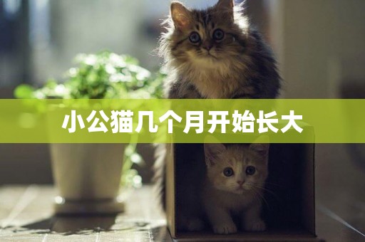 小公貓幾個月開始長大