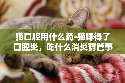 貓口腔用什么藥-貓咪得了口腔炎，吃什么消炎藥管事？