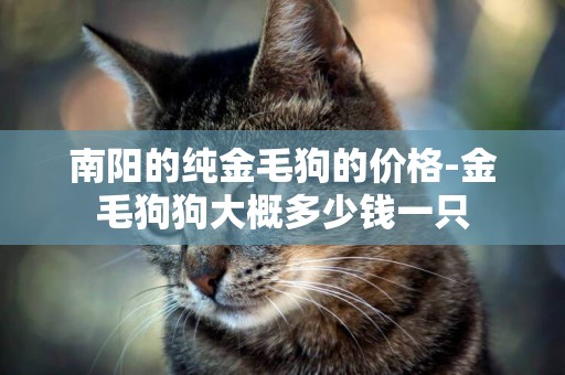 南陽的純金毛狗的價格-金毛狗狗大概多少錢一只