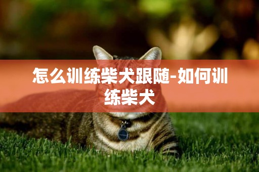怎么訓練柴犬跟隨-如何訓練柴犬
