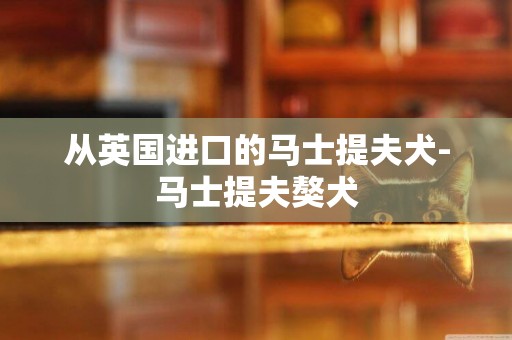 從英國進口的馬士提夫犬-馬士提夫獒犬