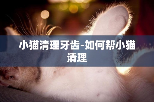 小貓清理牙齒-如何幫小貓清理