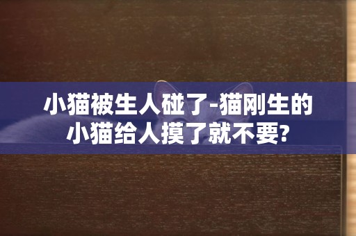 小貓被生人碰了-貓剛生的小貓給人摸了就不要?