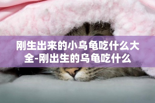 剛生出來的小烏龜吃什么大全-剛出生的烏龜吃什么