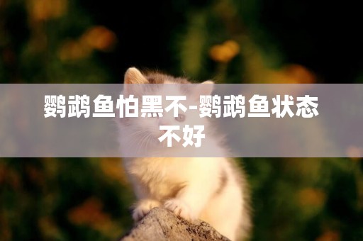 鸚鵡魚怕黑不-鸚鵡魚狀態不好