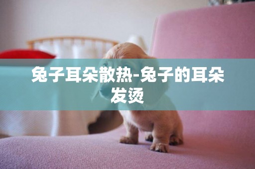 兔子耳朵散熱-兔子的耳朵發燙