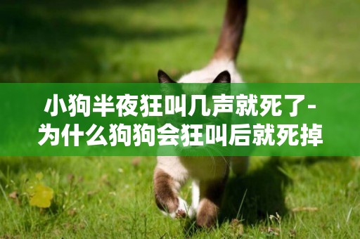 小狗半夜狂叫幾聲就死了-為什么狗狗會狂叫后就死掉