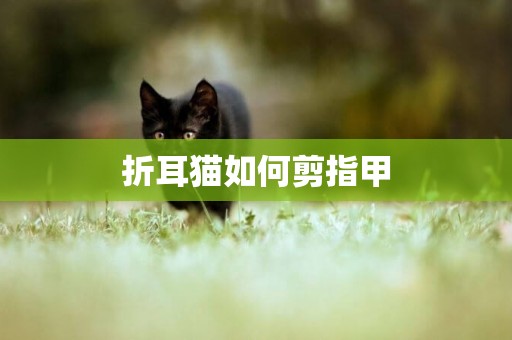折耳貓如何剪指甲