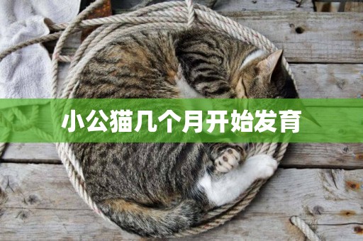 小公貓幾個月開始發育