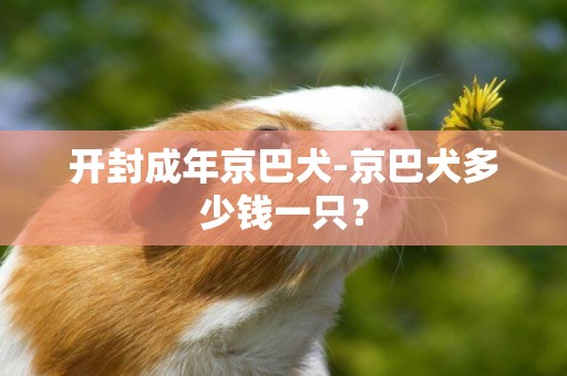 開封成年京巴犬-京巴犬多少錢一只？