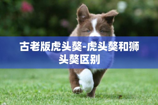 古老版虎頭獒-虎頭獒和獅頭獒區別