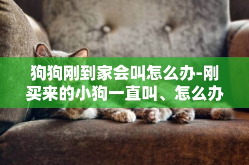 狗狗剛到家會叫怎么辦-剛買來的小狗一直叫、怎么辦？