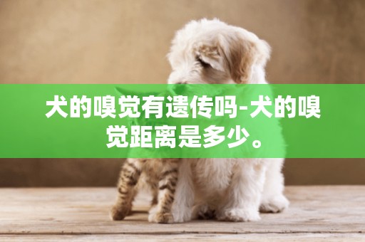 犬的嗅覺有遺傳嗎-犬的嗅覺距離是多少。