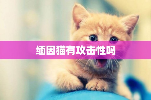 緬因貓有攻擊性嗎