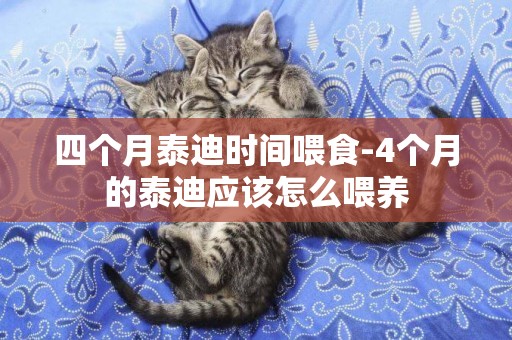 四個月泰迪時間喂食-4個月的泰迪應該怎么喂養