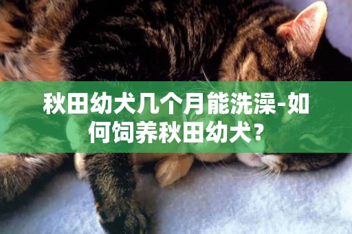 秋田幼犬幾個月能洗澡-如何飼養秋田幼犬？