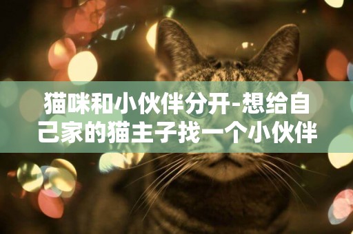 貓咪和小伙伴分開-想給自己家的貓主子找一個小伙伴應該怎么做呢？