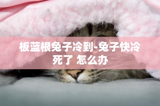 板藍根兔子冷到-兔子快冷死了 怎么辦