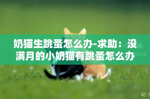 奶貓生跳蚤怎么辦-求助：沒滿月的小奶貓有跳蚤怎么辦