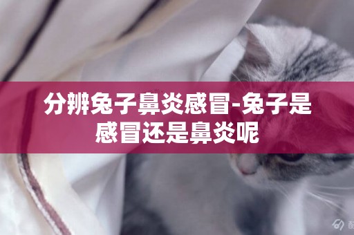 分辨兔子鼻炎感冒-兔子是感冒還是鼻炎呢