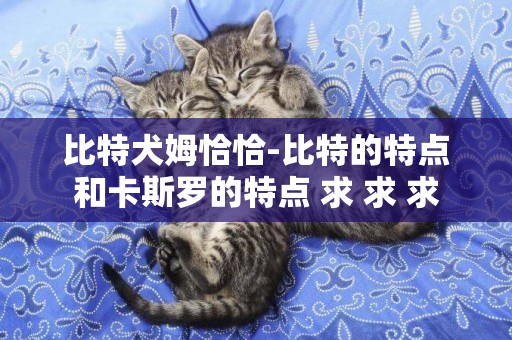 比特犬姆恰恰-比特的特點和卡斯羅的特點 求 求 求