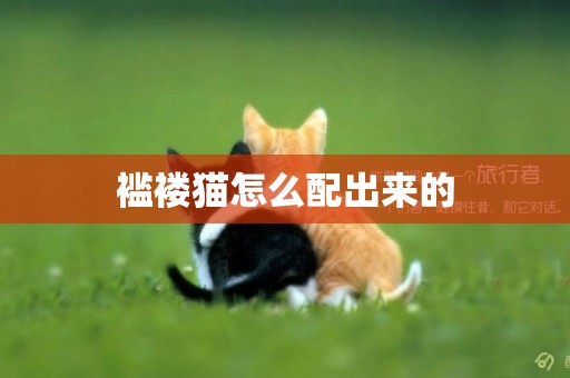襤褸貓怎么配出來的