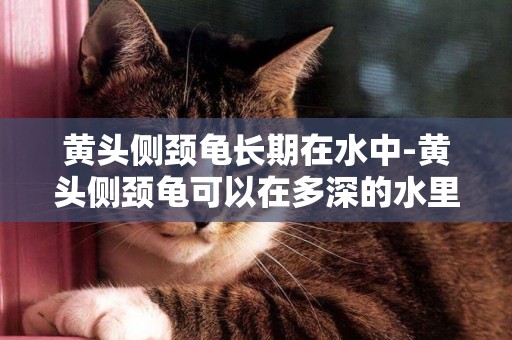黃頭側頸龜長期在水中-黃頭側頸龜可以在多深的水里生活呢？