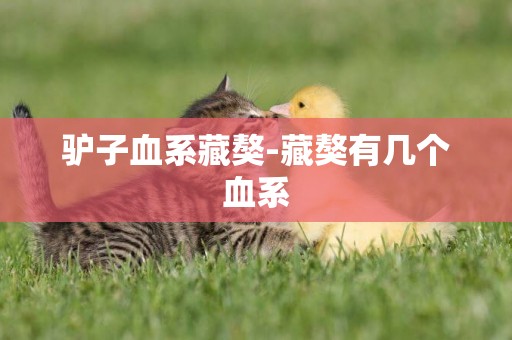 驢子血系藏獒-藏獒有幾個血系
