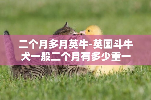 二個月多月英牛-英國斗牛犬一般二個月有多少重一