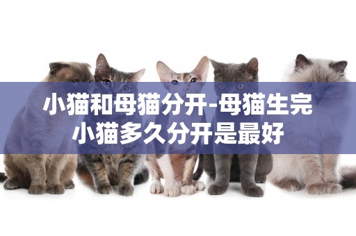 小貓和母貓分開-母貓生完小貓多久分開是最好