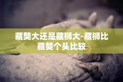藏獒大還是藏獅大-藏獅比藏獒個頭比較